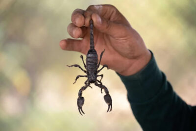 Surge Pest Control