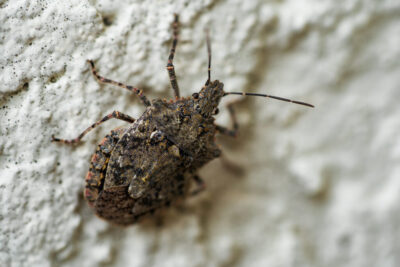 Agile Pest Control