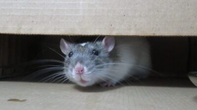 Twin Home Rodent Control